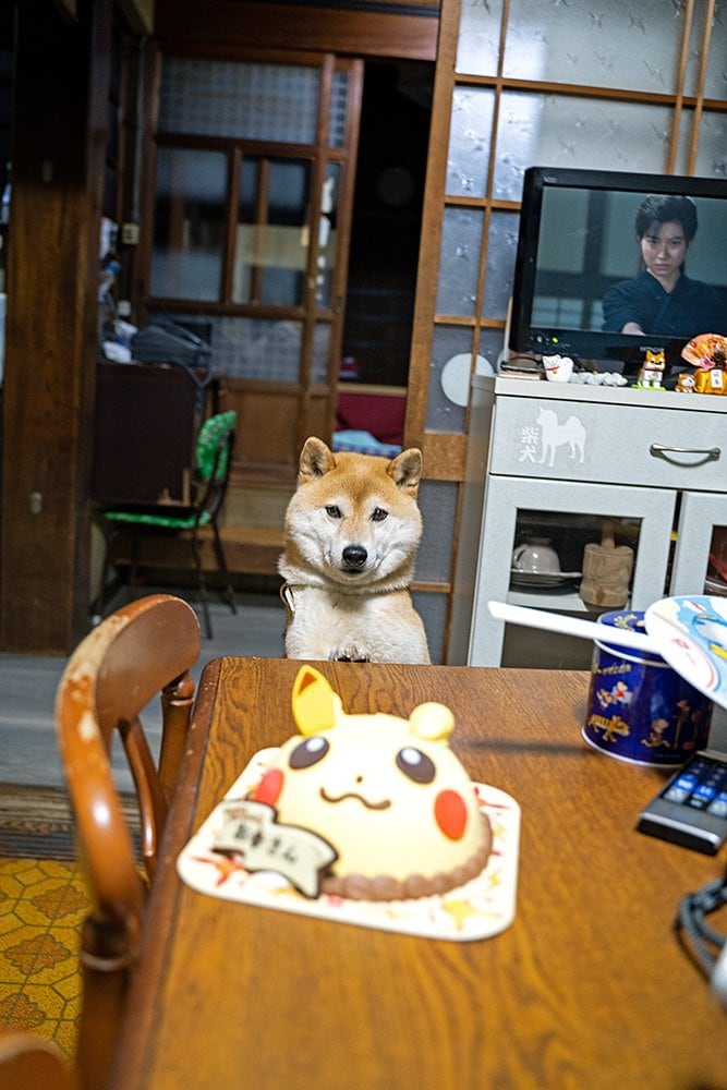 ケーキと犬