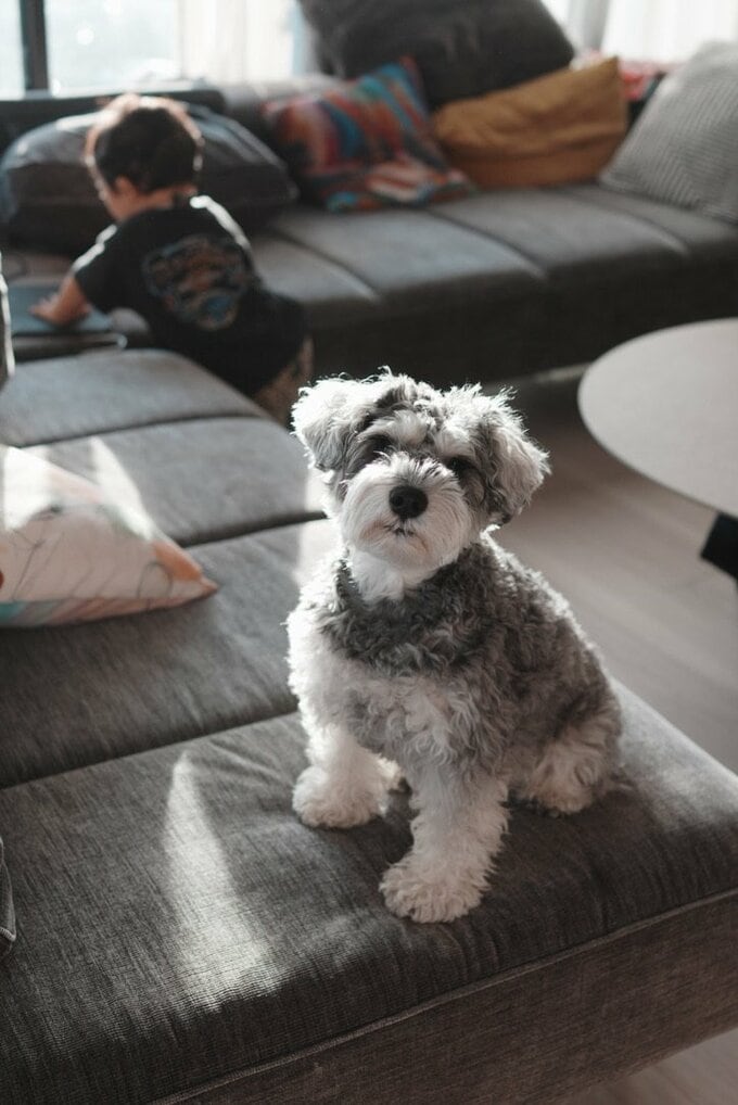 犬
