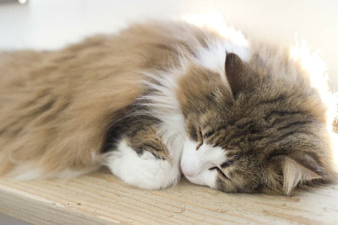 愛猫はなちゃんお気に入りのカウンター