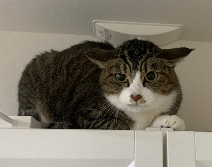 棚の上の猫