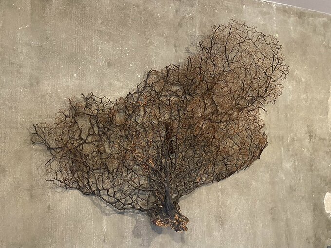 家の守り神の巨大ウミウチワ