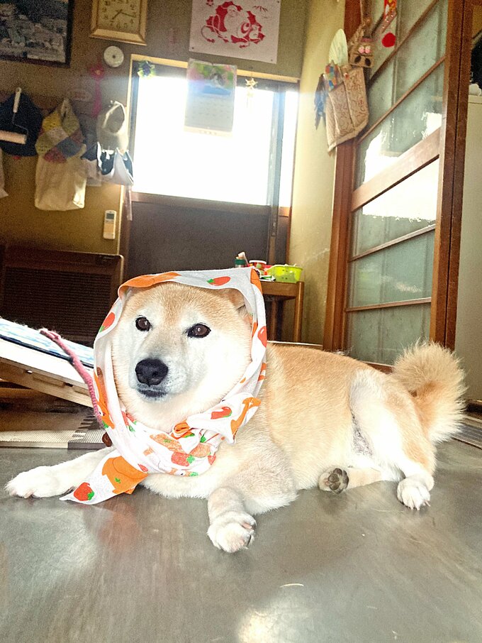 布をかぶっている柴犬