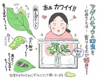 アゲハチョウの幼虫を「おうちで飼育」！40代3児の母がイモムシに全力投球で得た癒やしと達成感