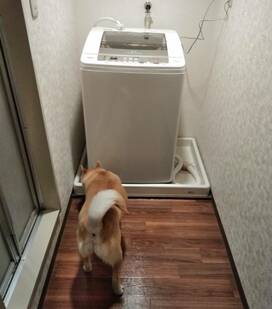 君の名は？わんこへの呼びかけで遊んでみた＜保護犬マンガ＞