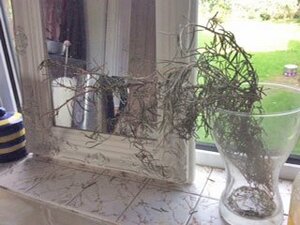 乾燥を兼ねてローズマリーの枝を室内に用意しておくといろんな場面で使えます。