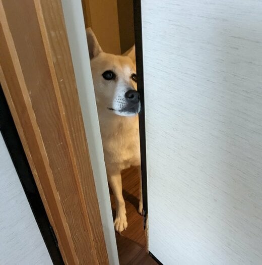 ドアからのぞく犬
