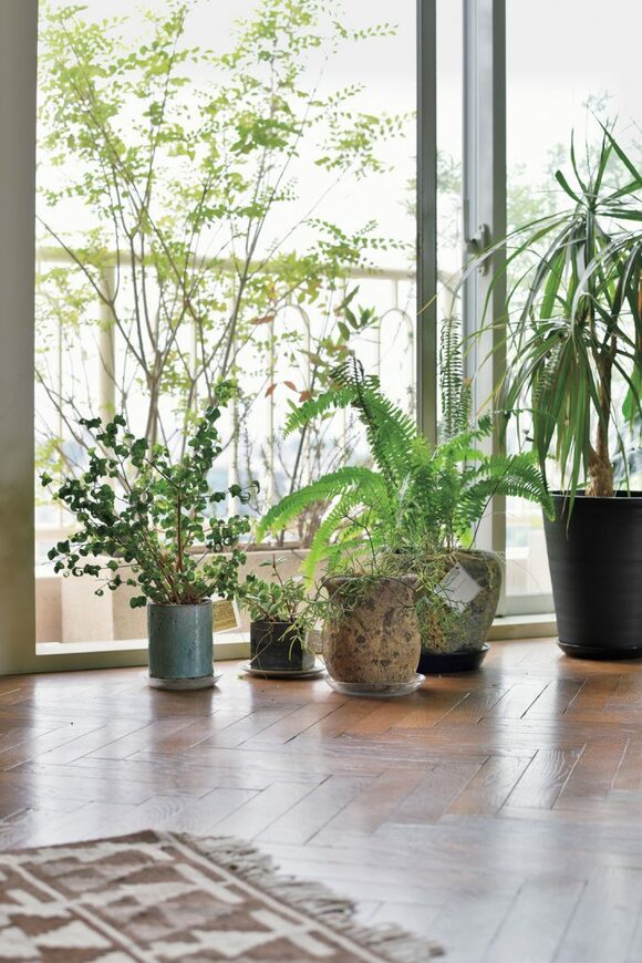 リビング窓際にプランター