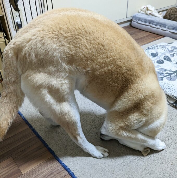 からだのやわらかいふうちゃん