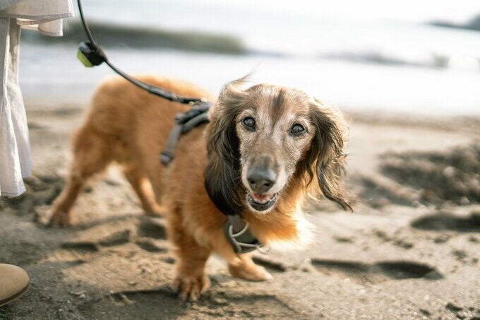海辺の犬