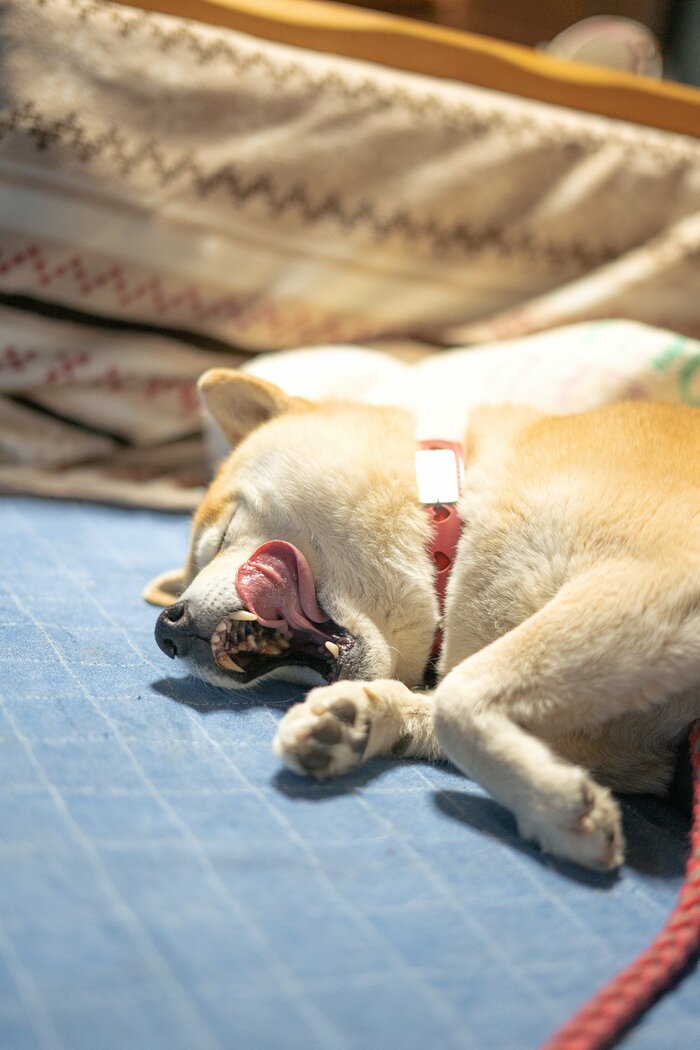 犬 人気 リード 室内 工夫