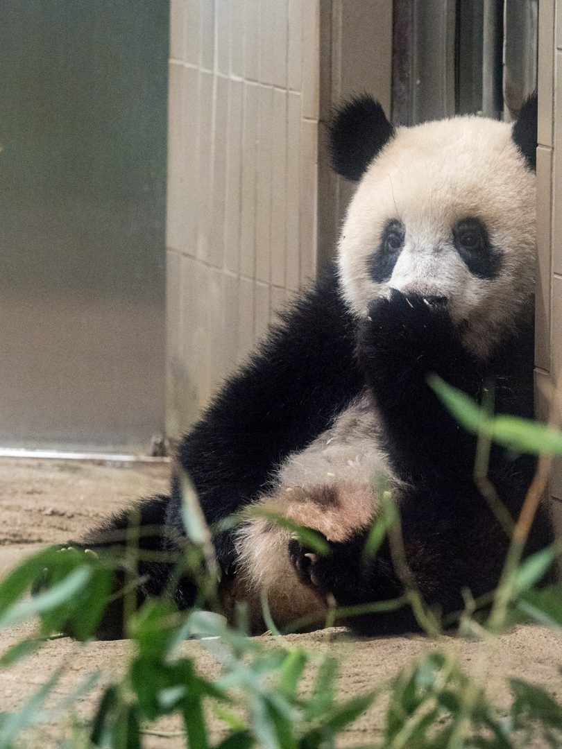 シャンシャン1歳まであと4日＞秘密をしゃべっちゃった？うっかりシャン 