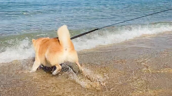 海に入る犬