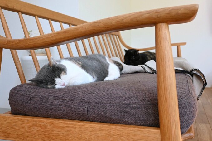 ねこ