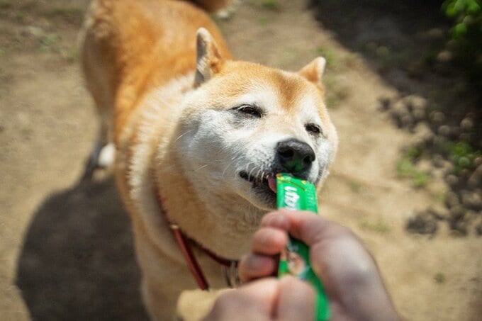 ちゅーるをたべる犬