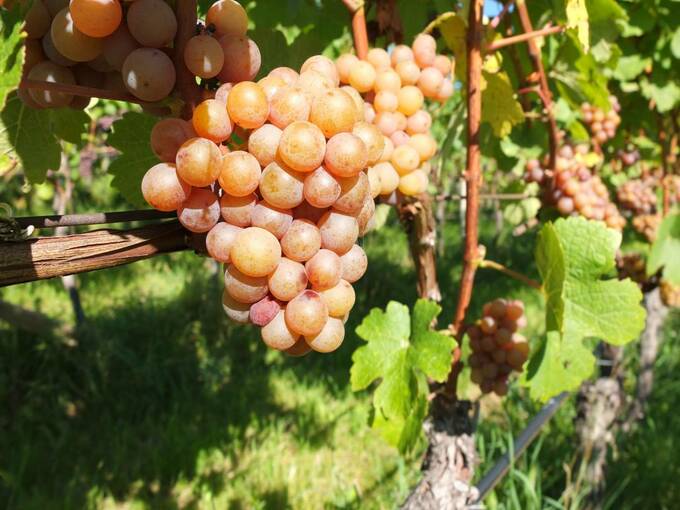 果皮がややオレンジや紫がかった色をしています