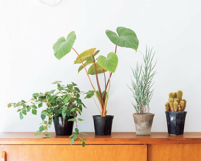 種類の違う植物を置く