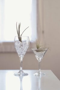 ワイングラスにエアープランツ