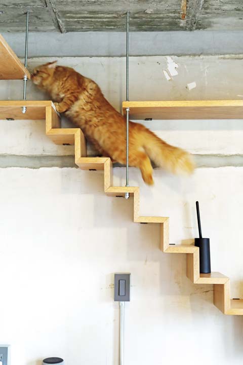 キャットウォークを駆け上る猫
