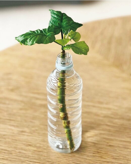 ウンベラータの挿し木