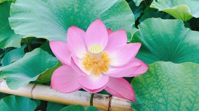 ピンクの蓮の花