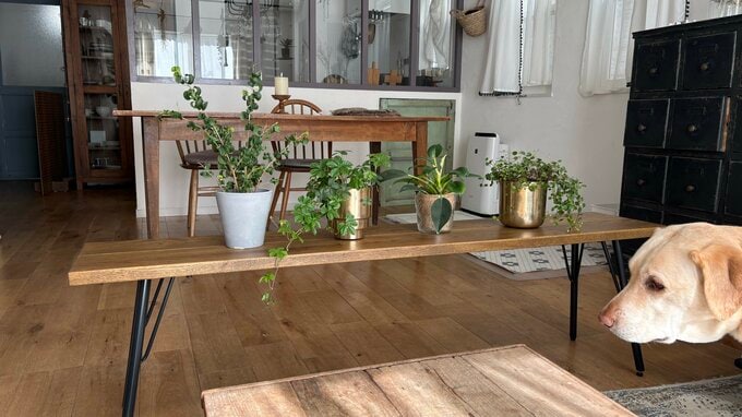 大型犬のいるリビング