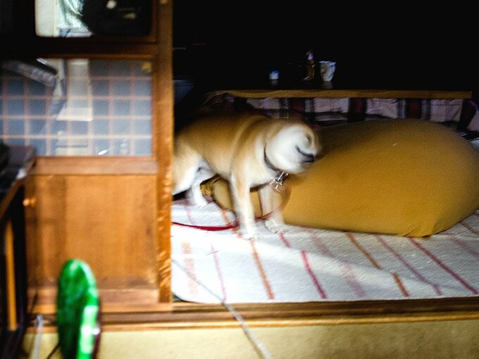 再びまぶたが閉じられた