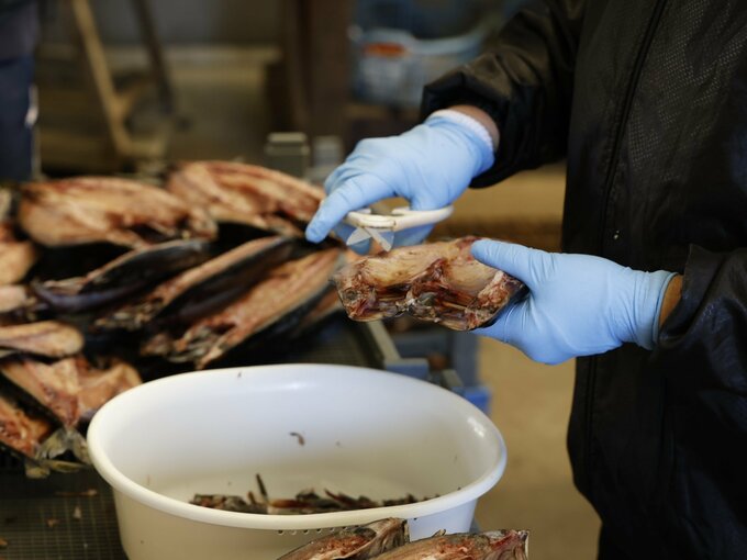 サバの骨を手作業でとる