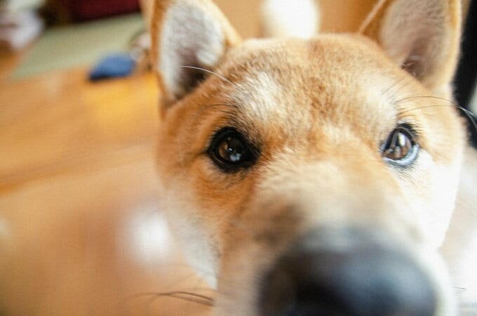 迫りくる犬