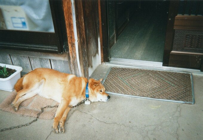 青い首輪の寝ている犬