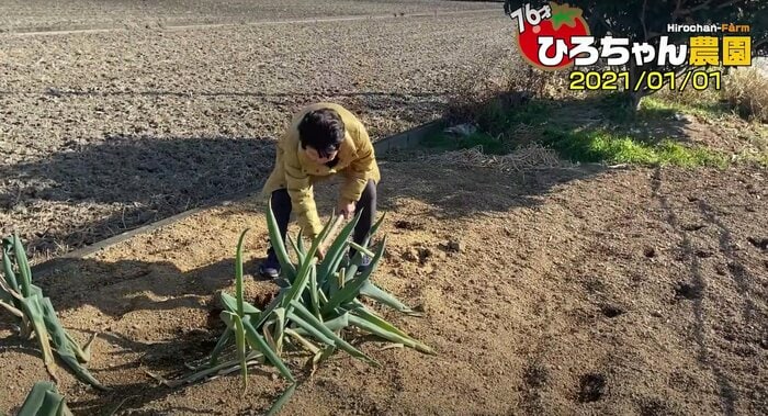 楽天市場】カトちゃん農園 さぬきのめざめ 春芽 Mサイズ Lサイズ