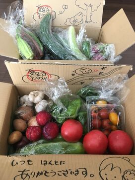 お取り寄せオーガニック野菜のおいしさをサラダで堪能