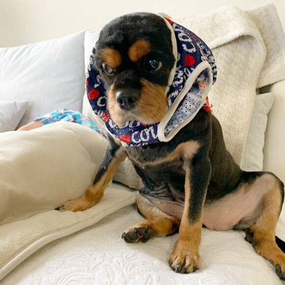 帽子をかぶっている犬