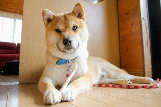 お利口さんな犬