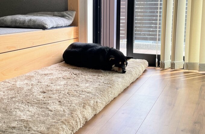 収納前が犬の居場所に