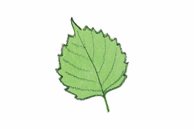 青ジソのイラスト