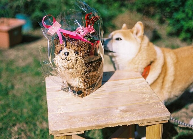 犬とカーネーション