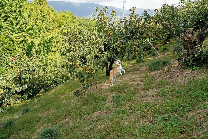 かけまわる犬の様子