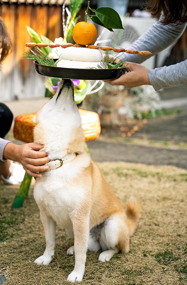 犬の頭上に鏡もち