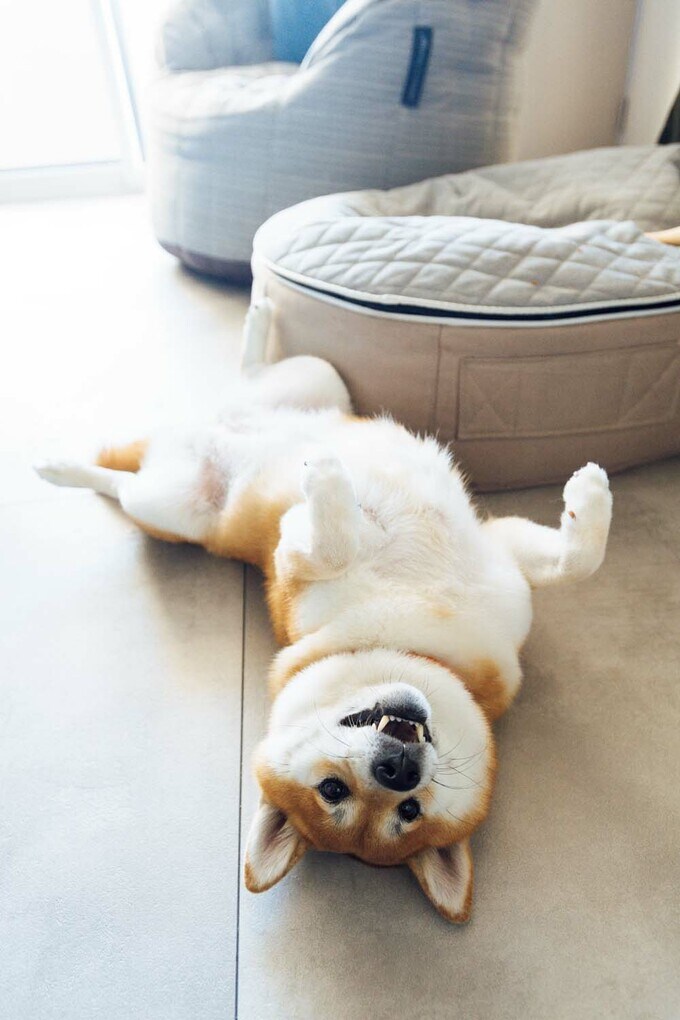 もふもふボディがかわいいきなこ