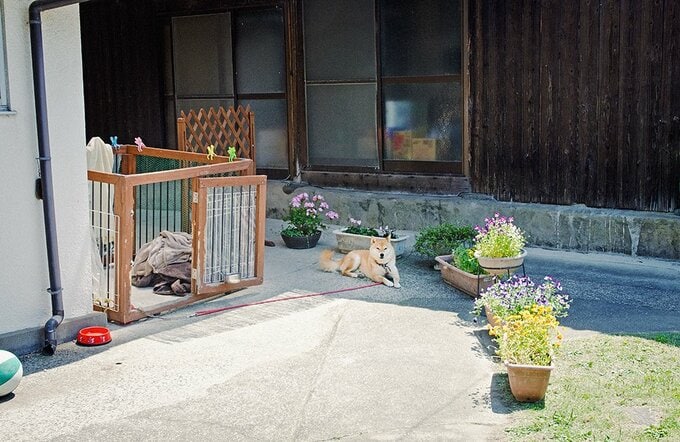 植木鉢やプランターで囲い