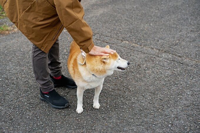 犬をなでる