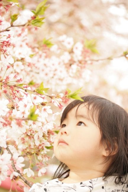 小さな子の場合は、抱っこして桜に近づけてあげる方法もおすすめ