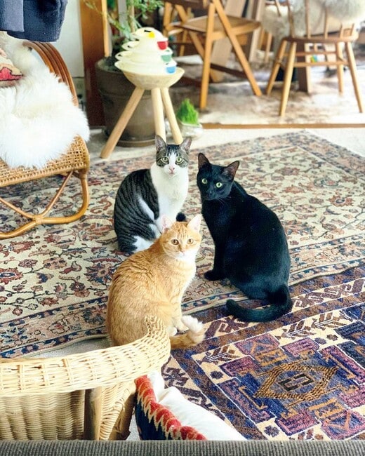 雨・麦・茶の3匹が全員そろった写真