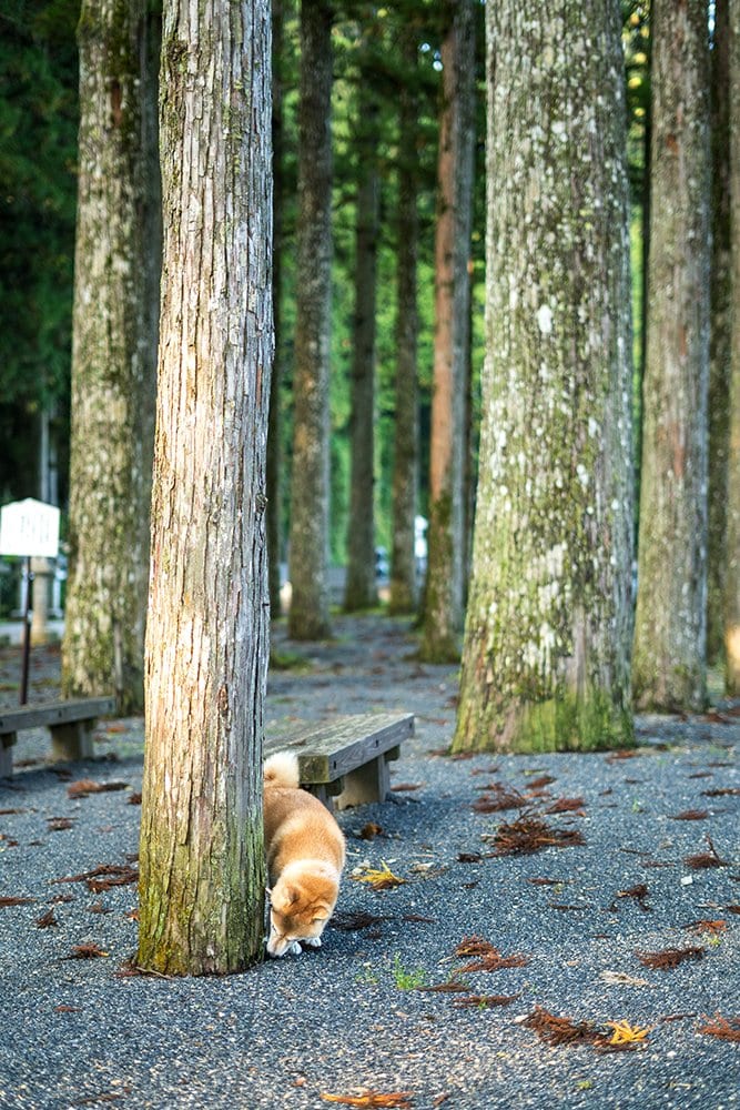 木々と犬