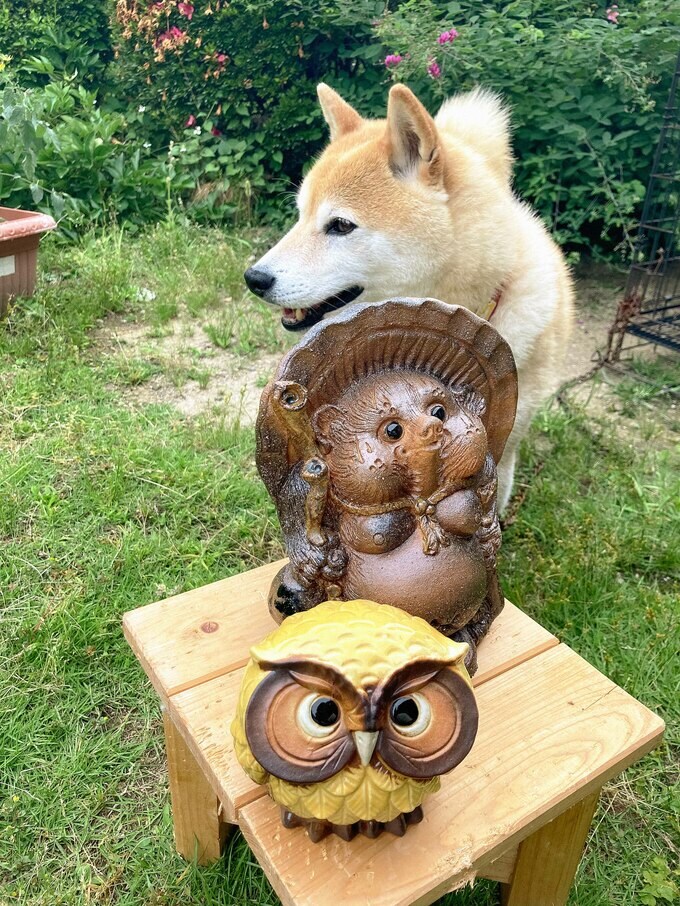 犬とタヌキとふくろう