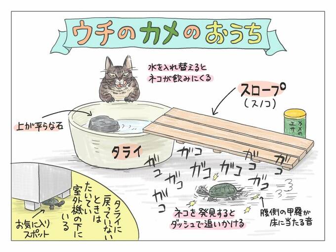 亀の今のすみかの狭い水槽