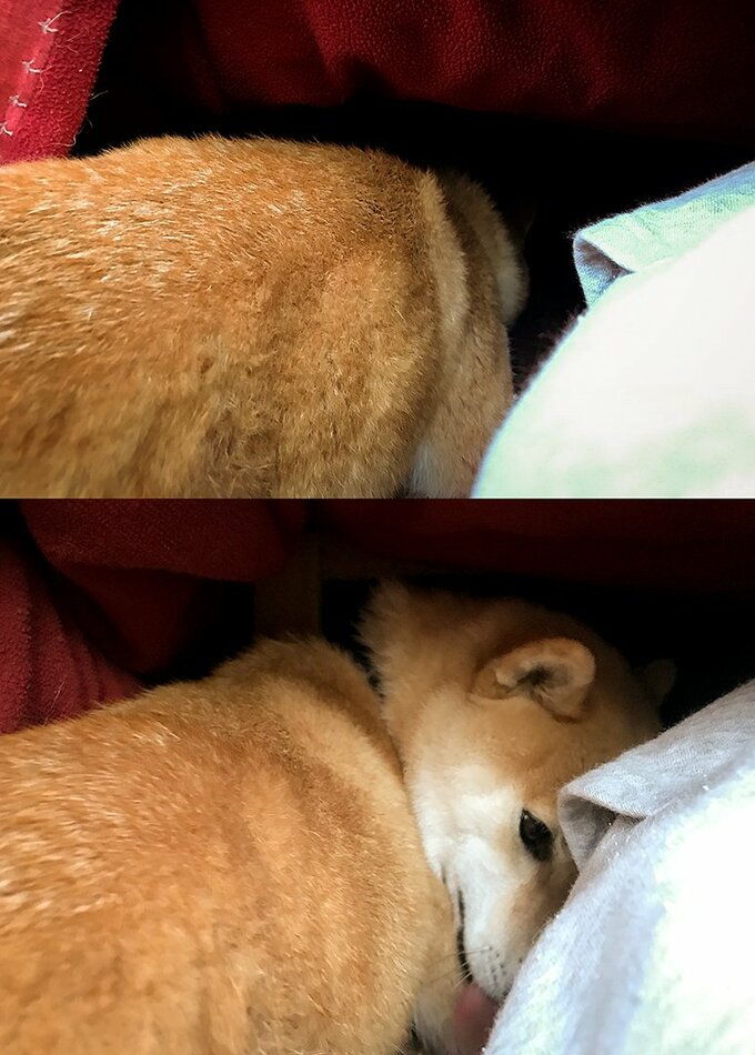 コタツの中で昼寝