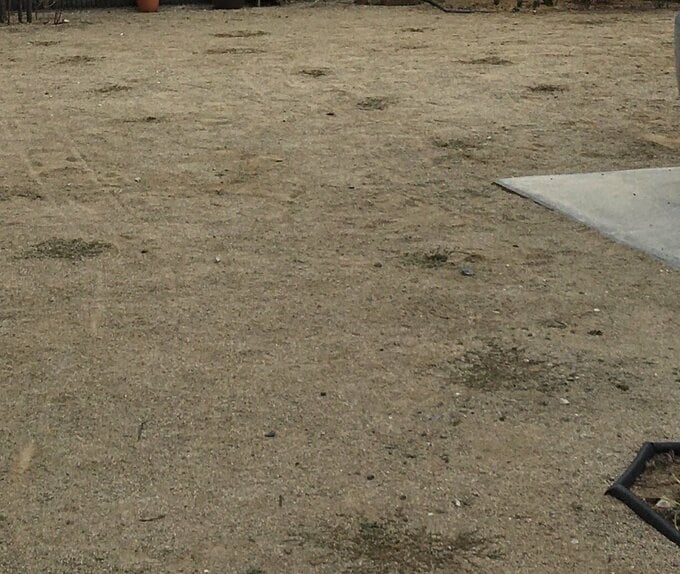 クラピア植え込み後、秋冬の庭の様子