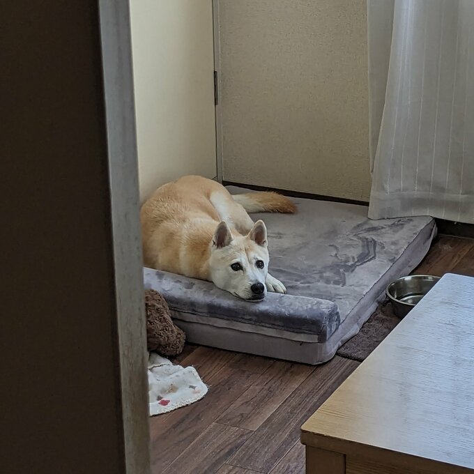 私の帰宅時のふうちゃんのテンション