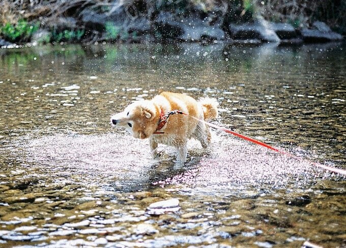 水遊びをする犬